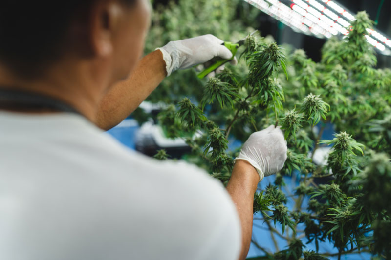 Cannabis and Creativity: How to Unlock Your Artistic Potential